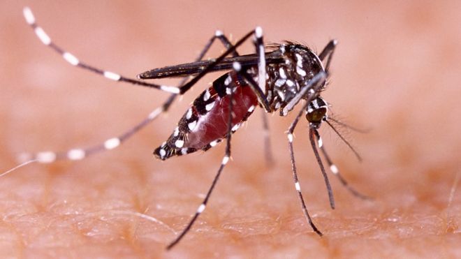 Una foto de un mosquito Aedes aegypti, responsable de transmitir el dengue.