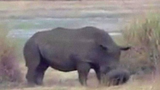 Носорог в Зимбабве