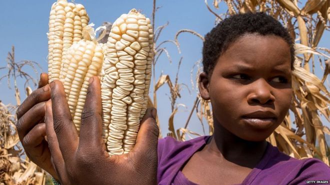 зимбабвийская девушка, Вимбизо Чидамба, осматривает некоторые из немногих оставшихся початков кукурузы на фоне засухи