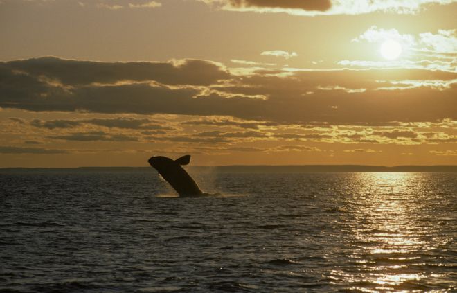 Североатлантический кит выходит из воды залива Фанди на закате.