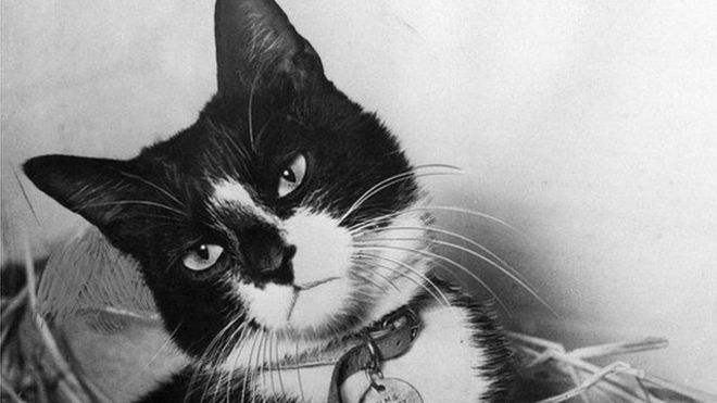 Кот Саймон со своей медалью