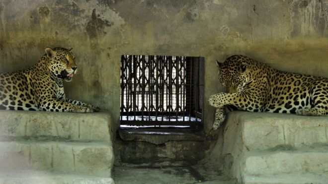 Пара Ягуаров (Panthera onca) отдыхает в своем вольере в Зоологическом парке в Нью-Дели (17 июня 2010 г.)