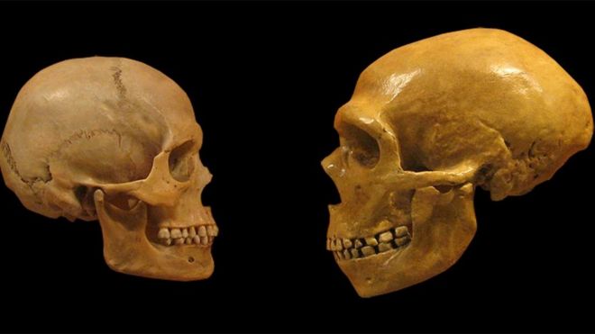 Comparación de cráneos de humanos modernos y neandertales