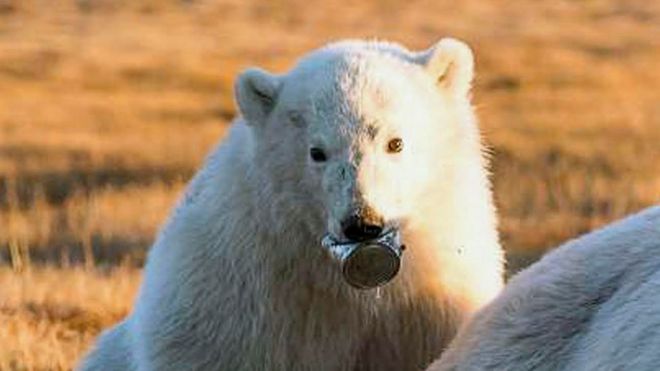 The polar bear cub with a discarded tin stuck on its tongue