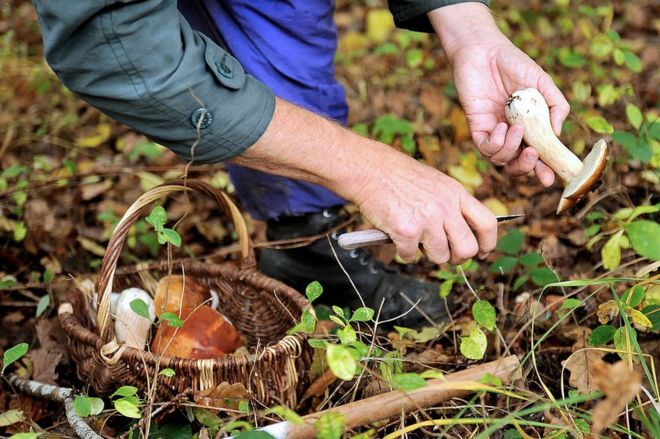 Мужчина выбирает белого гриба (Boletus edulis) во время сбора грибов 20 октября 2012 года в лесу Клэрмари, северная Франция