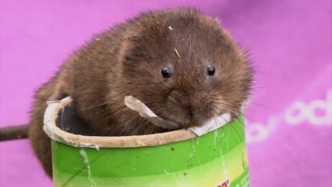 Water vole
