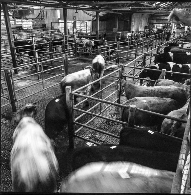 Крупный рогатый скот в Bandon Mart