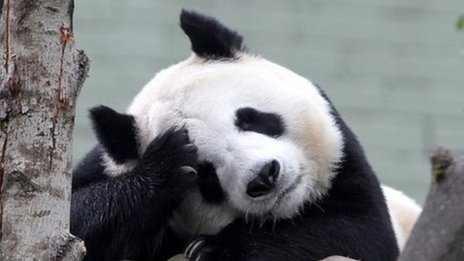 Giant panda death in Thailand leaves China asking questions