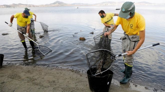 Trabajadores municipales recogiendo peces muertos en la playa del Mar Menor el pasado 21 de agosto.