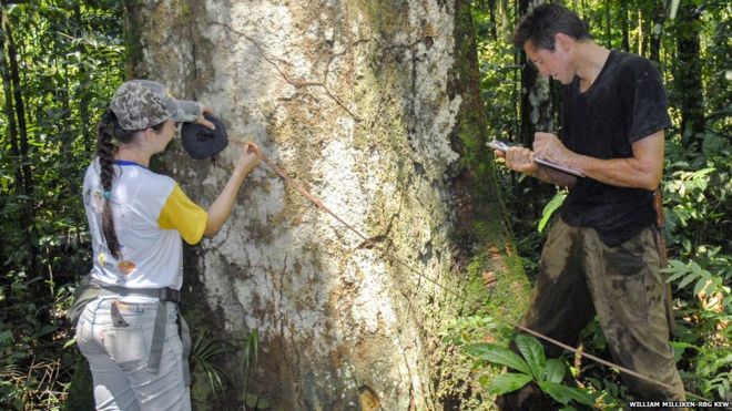 Обследование леса в Мату-Гросу