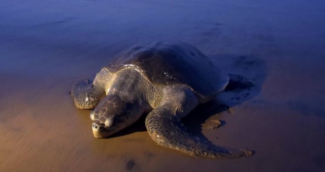 An Olive Ridley turtle arrives to lay her eggs on the sand at Rushikulya Beach