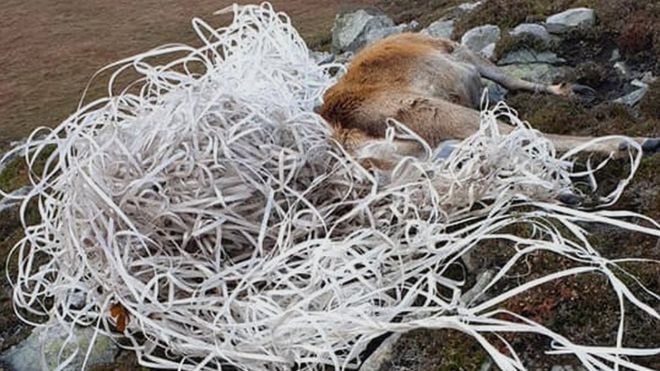A stag snared in plastic