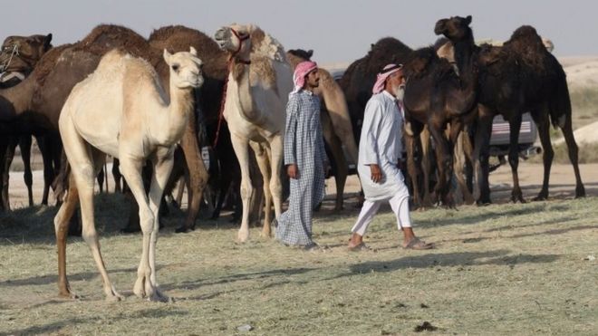 Camels Cross Saudi Arabias Remote Desert Border Into Qatar Camels Cross Saudi Arabias Remote Desert Border Into Qatar