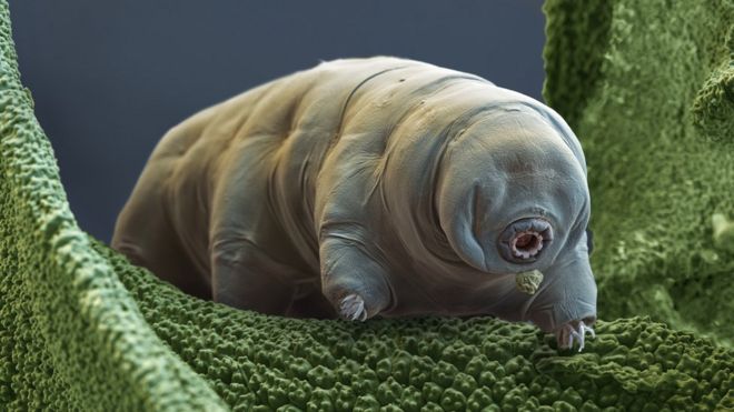 Image result for tardigrade bbc