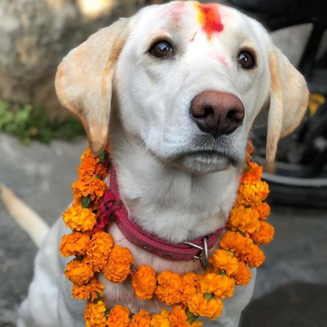 _104191717_kukurtihar_friezathedog_umidpokharel.png