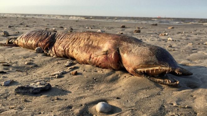 Imagen de la criatura de dientes afilados arrastrada a la playa