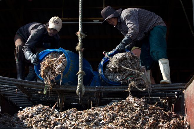แรงงานต่างด้าวจำนวนไม่น้อยเข้ามาขายแรงงานในอุตสาหกรรมประมงของไทย