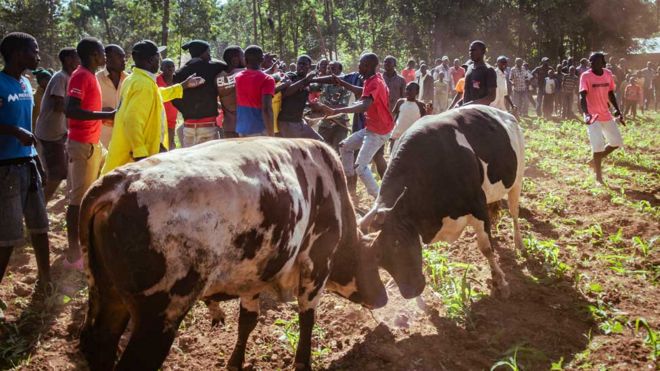 Люди дрались, когда быки дерутся в западной Кении