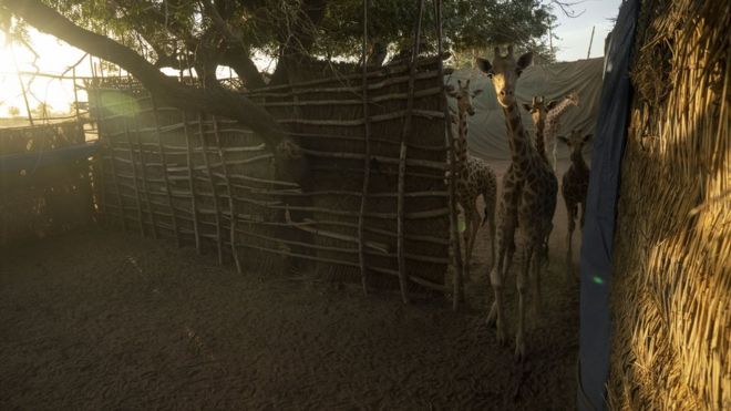 Жирафы в загоне после того, как они были захвачены в Зоне Жирафа.