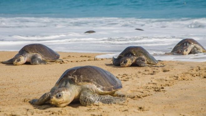 Olive Ridley sea turtles arrive to lay their eggs at Ixtapilla Beach, Michoacan State, Mexico.
