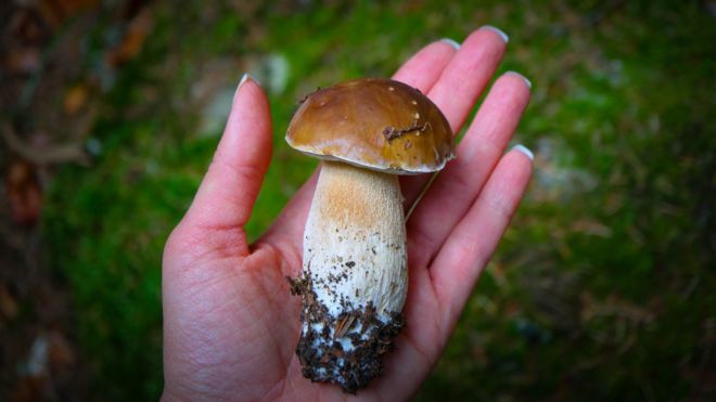 Белый гриб на женской ладони