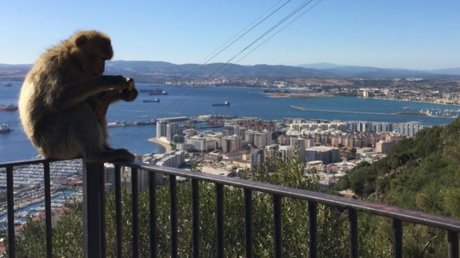 Обезьяна макака в Гибралтаре