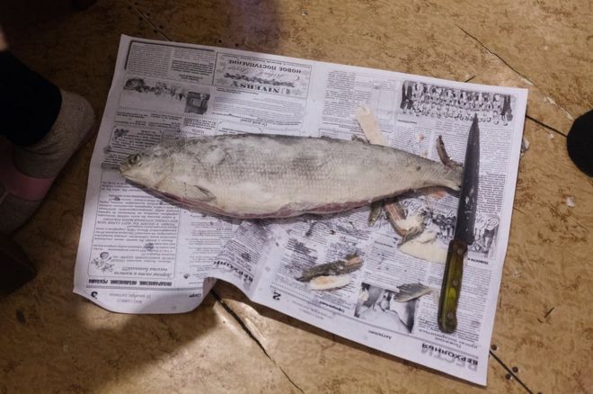 Строганина - местный деликатес Северной Сибири, которым особенно нравится Айал. Тонкие ломтики замороженной рыбы режут ножом. Затем их едят сырыми и замороженными в качестве закуски, подают с миской соли и перца.