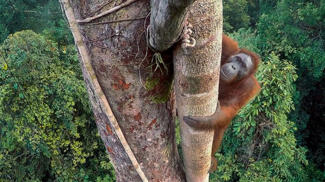 Tragic image of an orphan macaque wins wildlife photography award