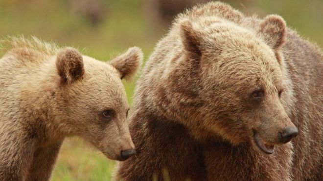 Самка скандинавского бурого медведя со своим детенышем.