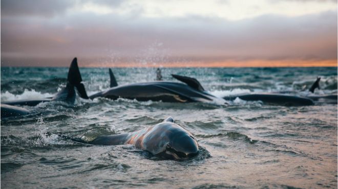 Baleias-piloto encalhadas nas águas rasas de uma praia remota na ilha Stewart, na Nova Zelândia, durante o pôr do Sol