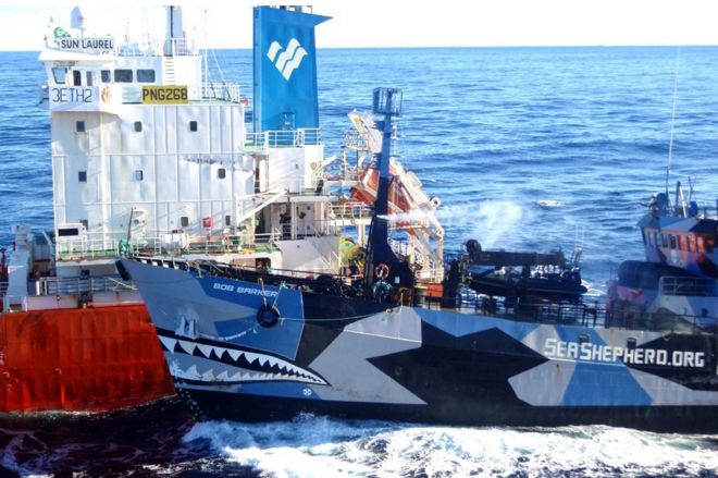 На раздаточном материале, сделанном ICR в феврале 2013 года, изображено судно «Морская овчарка» Боба Баркера, столкнувшееся с топливным танкером японского китобойного флота San Laurel