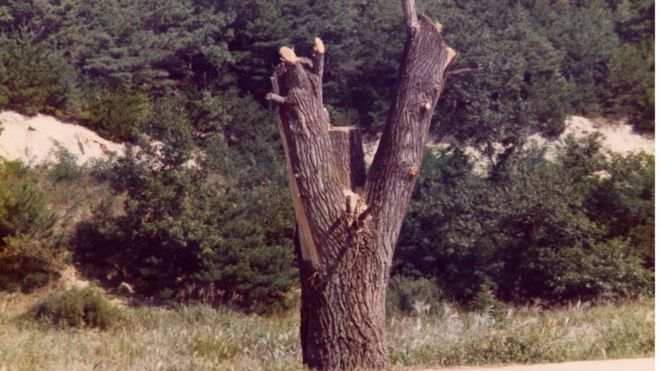 Остатки дерева, обрезанного в ДМЗ в 1976 г.