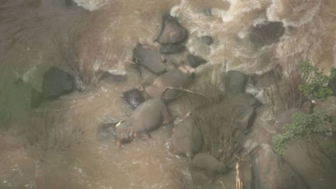 Tayland'da ölen filler