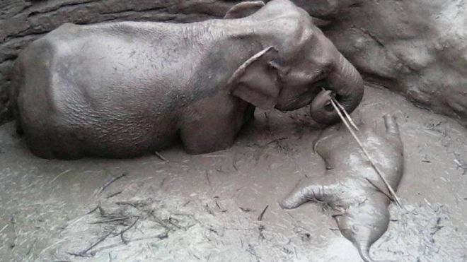 පැටවා බේරා ගැනීමට වෙර දරන ඇතින්න