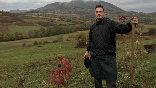 Sadnica Crveni hrast Šumadija
