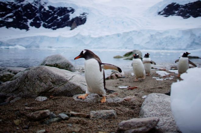Пингвины гуляют по пляжу