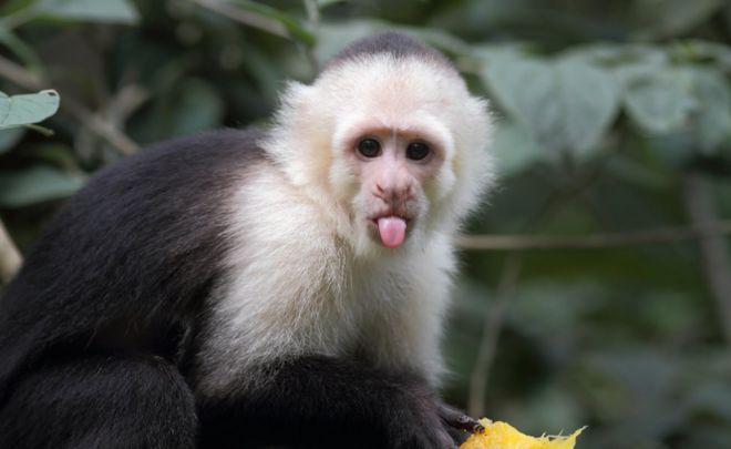 Macaco-prego com a língua estirada