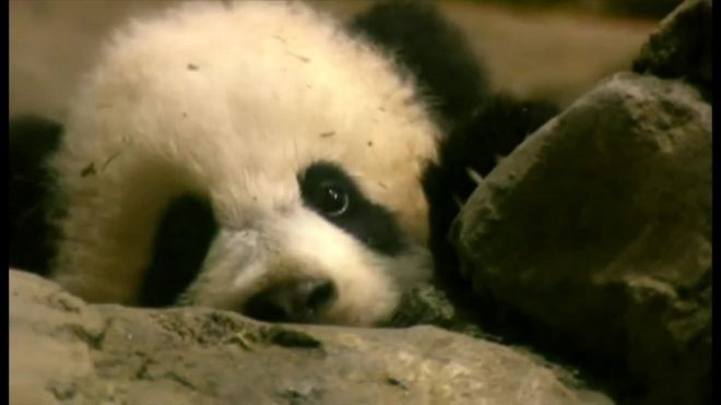 ワシントンの国立動物園で2013年に生まれた人気のパンダ、バオバオが21日、中国に向かうため16時間の飛行機の旅に出発した。