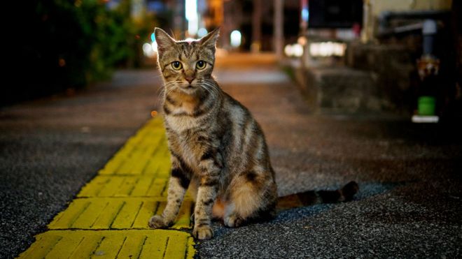 Кошка на дороге