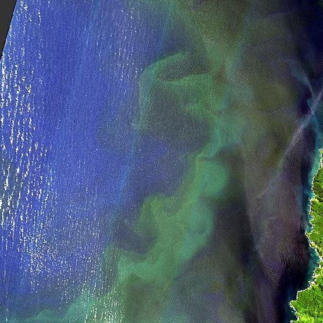 Цветение водорослей у побережья Чили