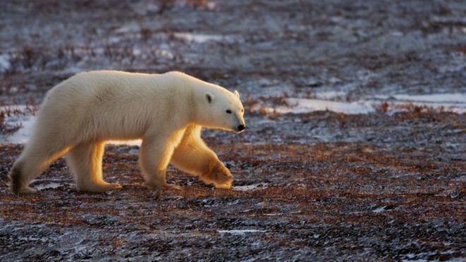 Белый полярный медведь пересекает суровую коричневую канадскую тундру на этой фотографии в ноябре 2007 года