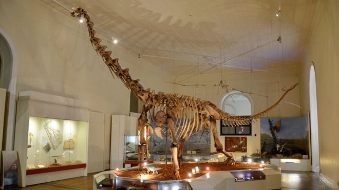 Окаменелость динозавра на выставке в Национальном музее