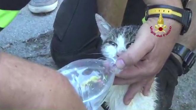 Gioia the cat rescued several days after an earthquake hit central Italy