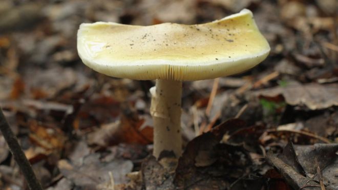 A highly poisonous mushroom called a death cap pictured in Berlin, Germany