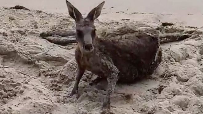 Кенгуру лежит на пляже после спасения в Виктории