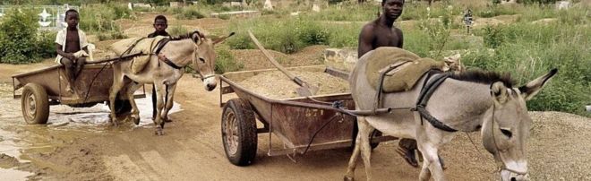 3 августа 1988 года в Уагадугу ослы тянут тачки, когда жители деревни пересекают грязный путь.