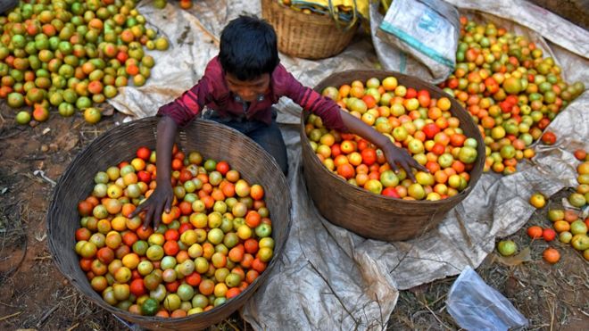 Мальчик сортирует томатный урожай