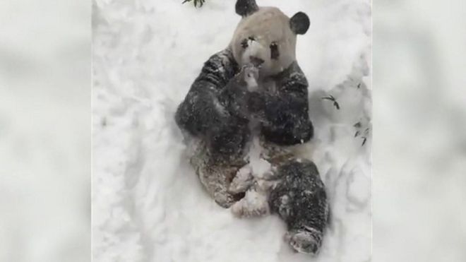 ジャイアントパンダの「ティアンティアン」（甜甜）が大雪に大喜び