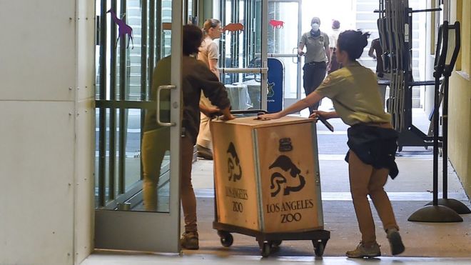Работники зоопарка толкают ящики с животными в
