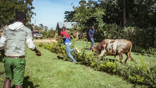 Бык гоняется за людьми в западной Кении